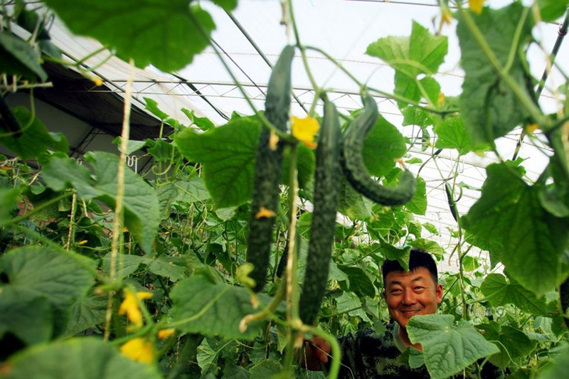 텅거리 사막에서 야채 심는 병사， 15년 채소심기 인생 