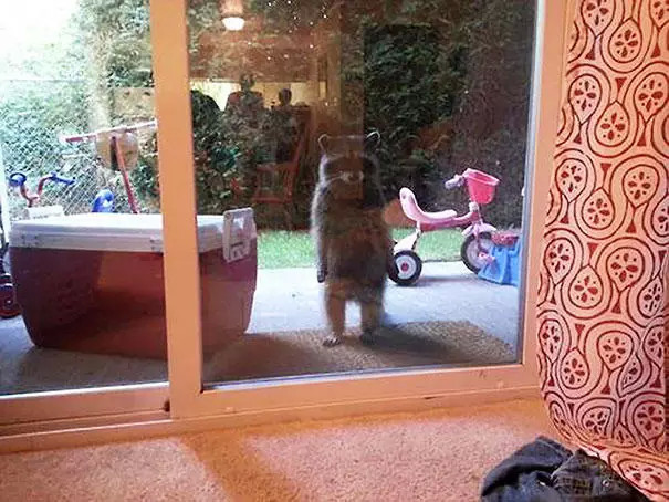 “문 좀 열어 주세요” 동물들의 귀여운 노크 