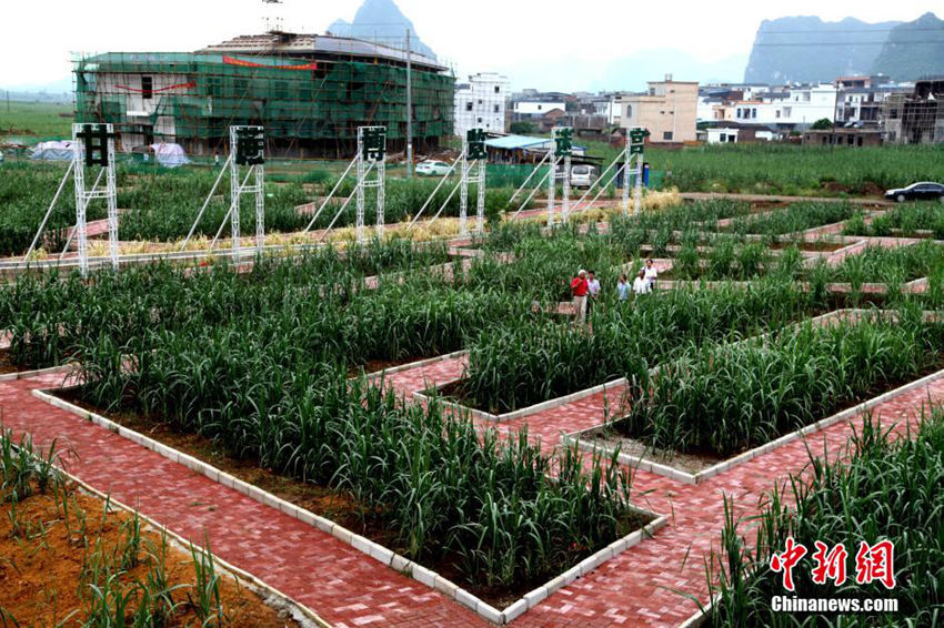 광시 미궁 사탕수수밭, 세계 280여 품종 보유 