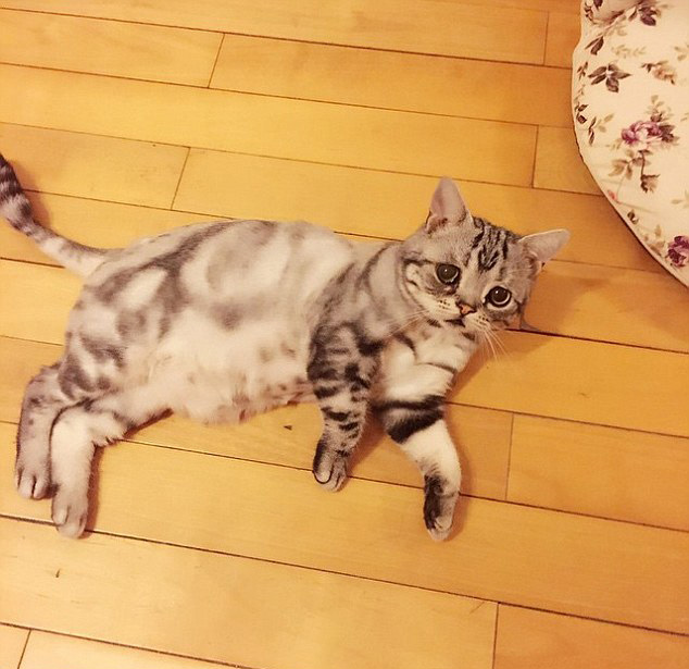 中 고양이 슬픈 표정으로‘가장 불쌍한 고양이’로 등극!