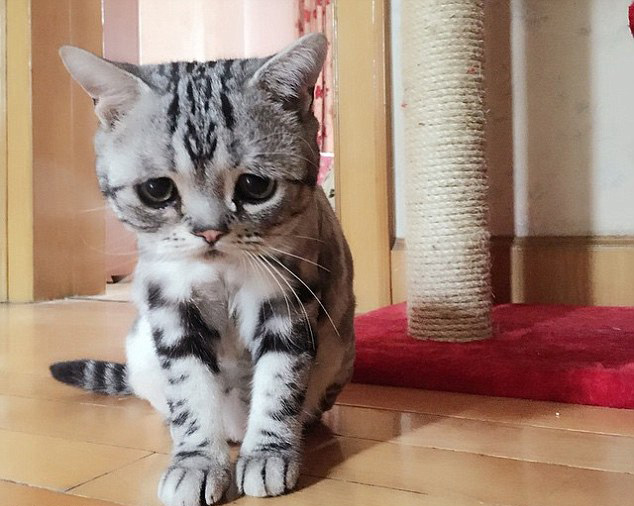 中 고양이 슬픈 표정으로‘가장 불쌍한 고양이’로 등극!