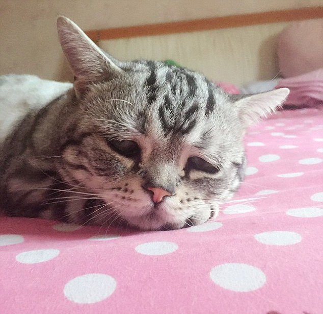 中 고양이 슬픈 표정으로‘가장 불쌍한 고양이’로 등극!