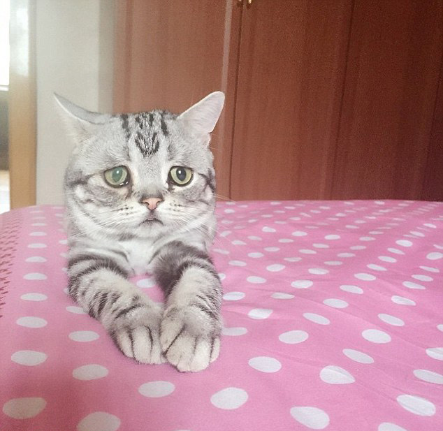 中 고양이 슬픈 표정으로‘가장 불쌍한 고양이’로 등극!