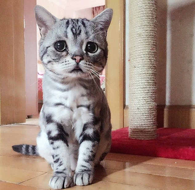 中 고양이 슬픈 표정으로‘가장 불쌍한 고양이’로 등극!