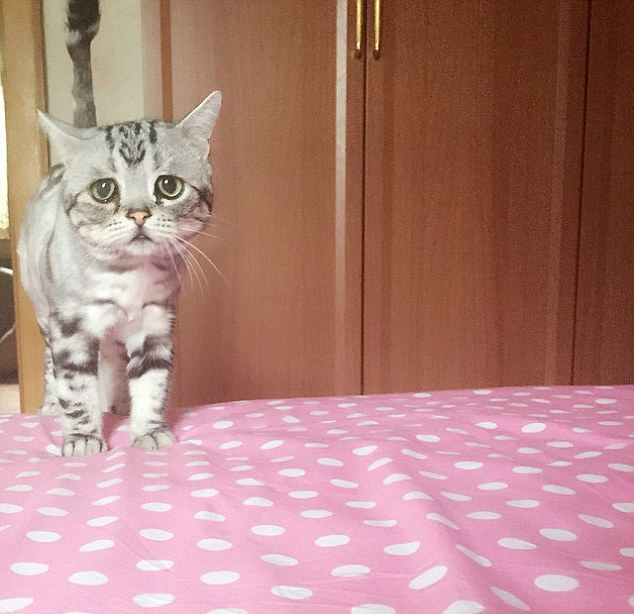 中 고양이 슬픈 표정으로‘가장 불쌍한 고양이’로 등극!