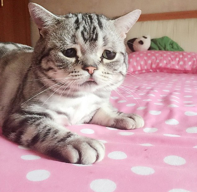 中 고양이 슬픈 표정으로‘가장 불쌍한 고양이’로 등극!