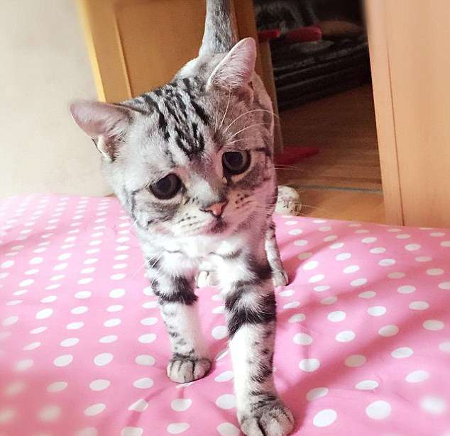 中 고양이 슬픈 표정으로‘가장 불쌍한 고양이’로 등극!