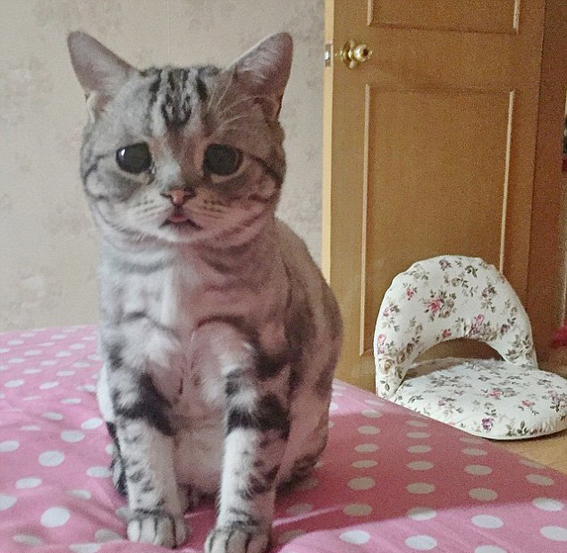 中 고양이 슬픈 표정으로‘가장 불쌍한 고양이’로 등극!
