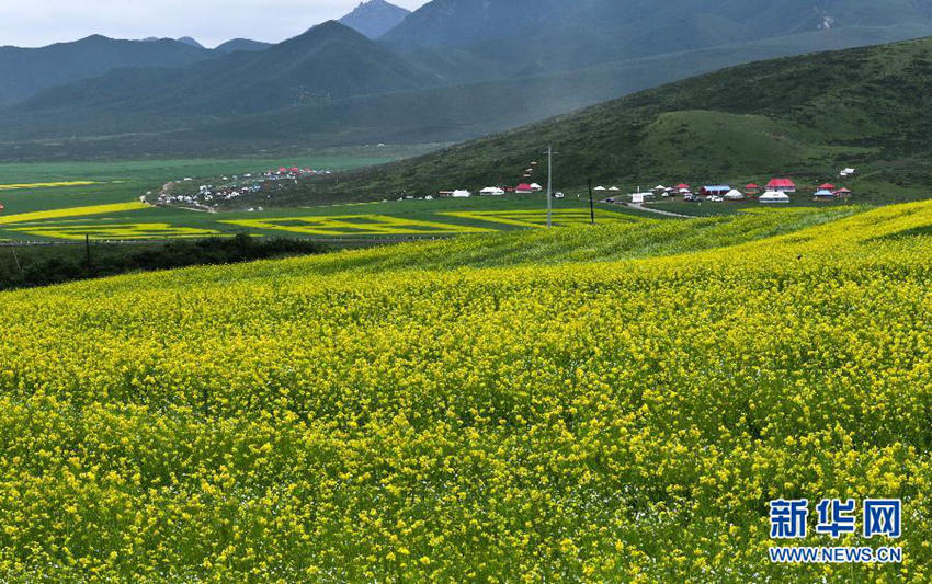 간쑤 민러(民樂)현, 유채꽃 만발... 노란 물결 일어나