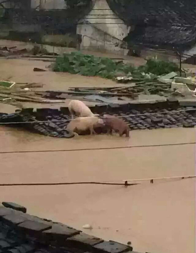 푸젠 롄청현 폭우 습격, 온 도시가 바다로 변해
