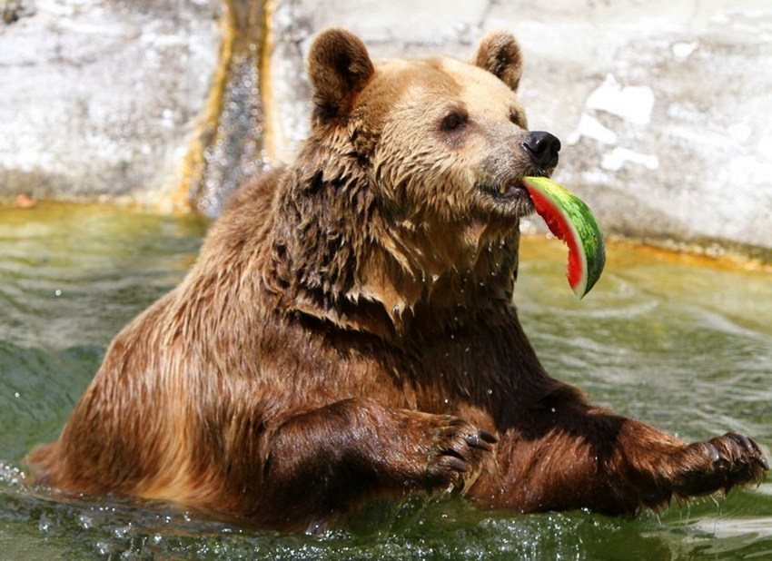 혹서 습격! 전 세계 동물 친구들의 더위 극복 묘책들