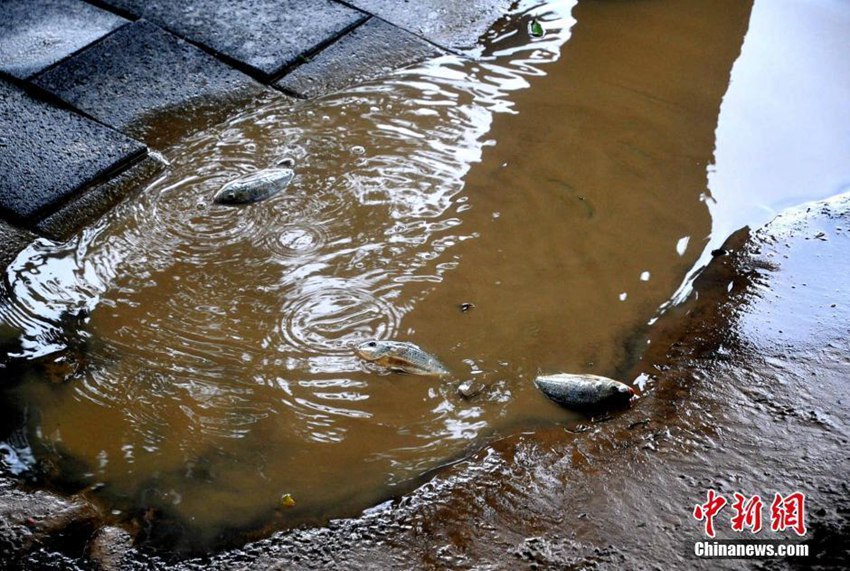 푸젠 시민, 태풍 지나가자 길거리서 물고기 잡기에 한창
