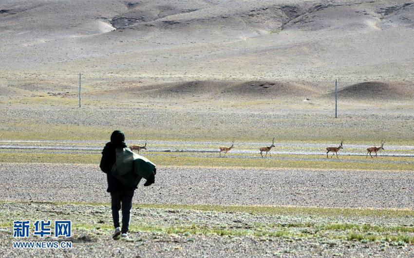 티베트 女우체부, 10년간 해발 4500m 고원서 우편 배달