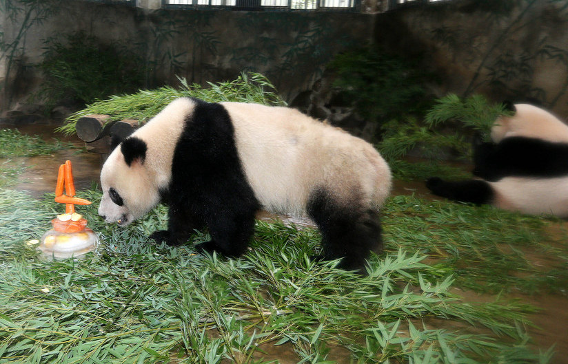 항저우동물원서 쌍둥이 판다 남매의 생일파티 열려