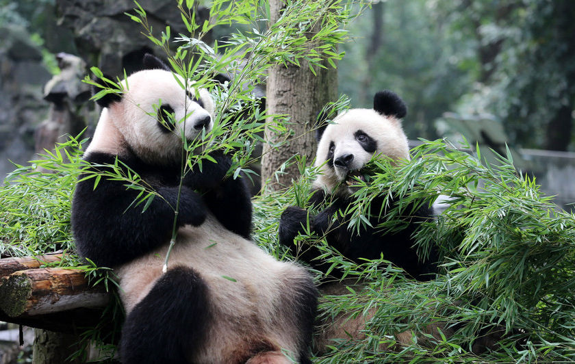 항저우동물원서 쌍둥이 판다 남매의 생일파티 열려