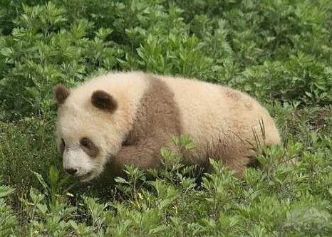 갈색털 가진 희귀 자이언트 판다, 30년간 5마리 발견 