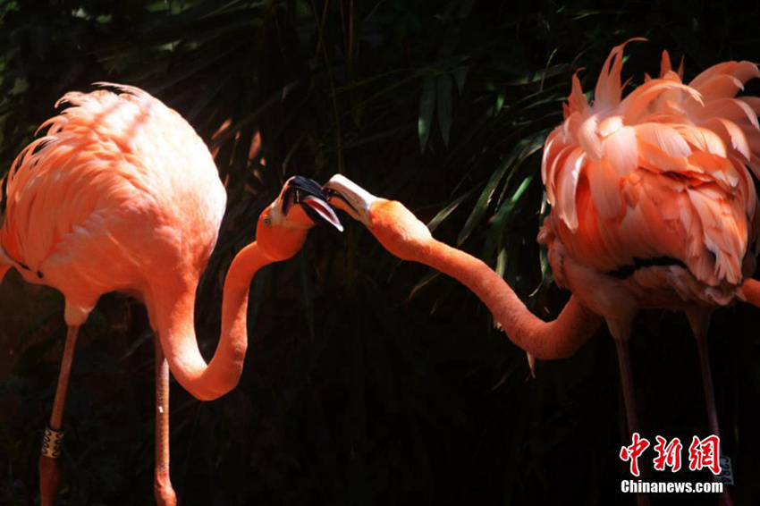 야생동물원의 ‘연인’동물들도 ‘칠석날’ 맞아 애정 과시