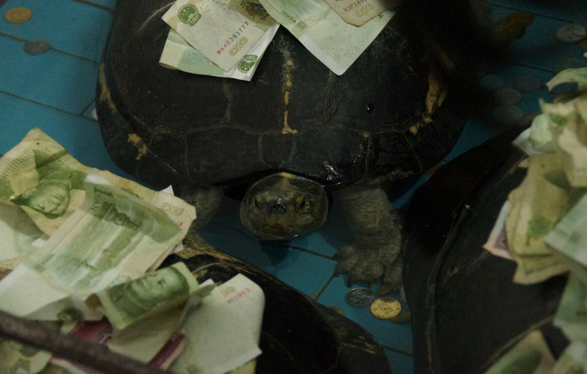 정저우 동물원의 장수 거북이, 관람객들에게 돈 세례 받아