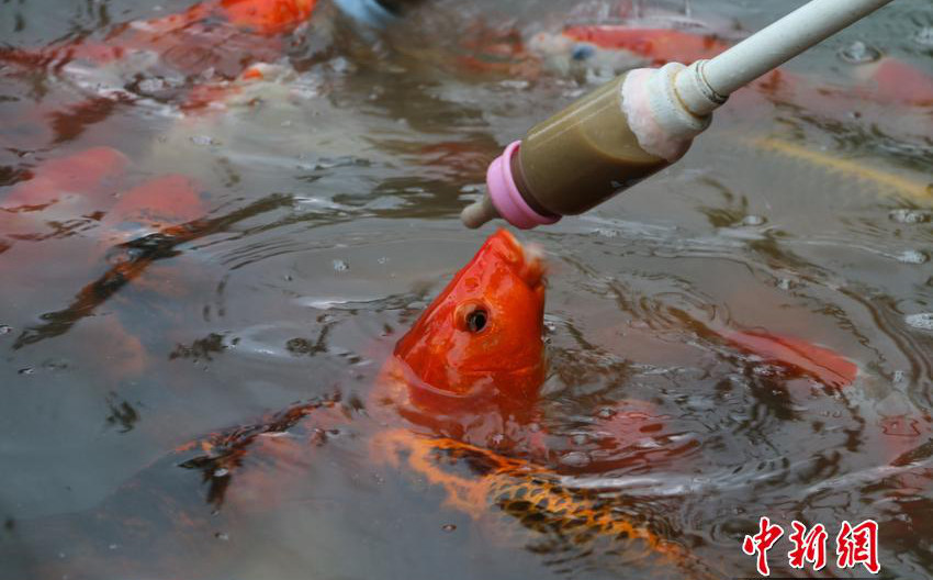 허페이 공원, 젖병으로 물고기 밥 주기 행사에 인파 몰려