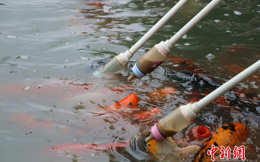 허페이 공원, 젖병으로 물고기 밥 주기 행사에 인파 몰려