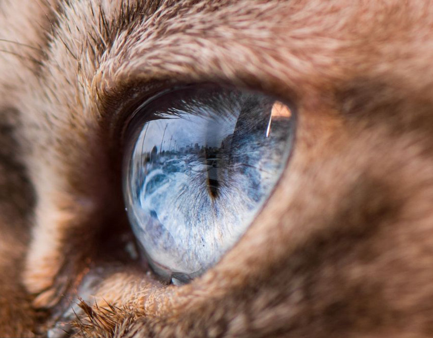 美사진작가가 찍은 고양이 눈 클로즈업, ‘신비로워’