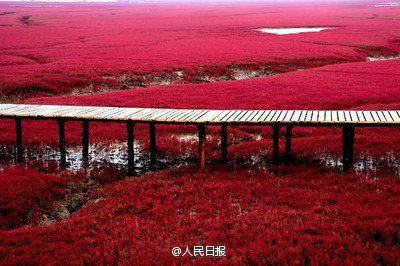 랴오닝 판진 훙하이탄의 가을풍경, ‘붉은 바다’ 펼쳐져