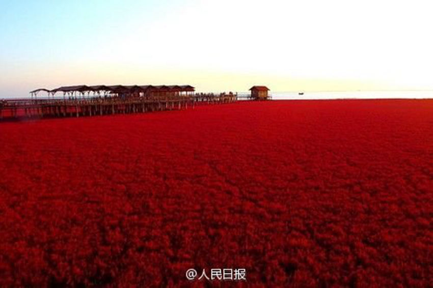 랴오닝 판진 훙하이탄의 가을풍경, ‘붉은 바다’ 펼쳐져