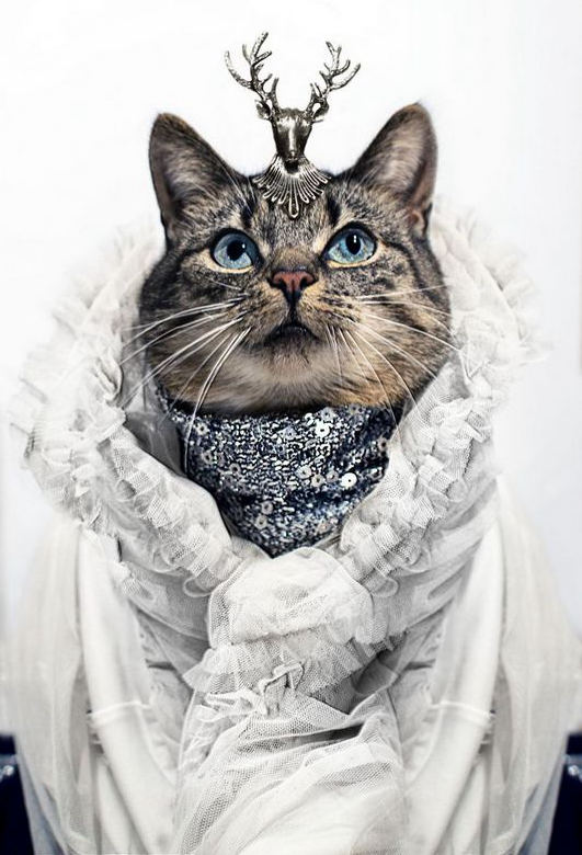 아일랜드 사진작가, 도도한 고양이 패션화보 촬영