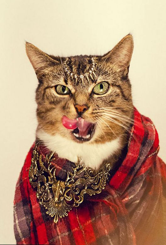 아일랜드 사진작가, 도도한 고양이 패션화보 촬영