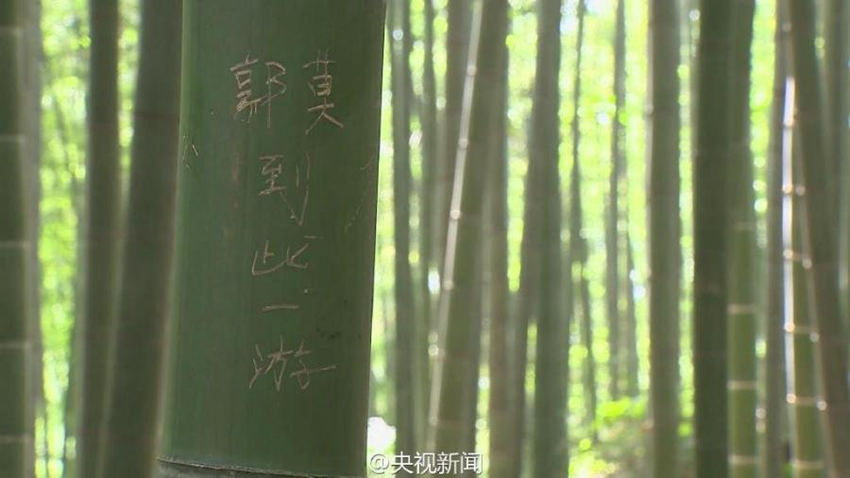 쓰촨, 관광객 위해 ‘글자 새기기용 대숲’ 조성