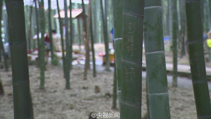 쓰촨, 관광객 위해 ‘글자 새기기용 대숲’ 조성