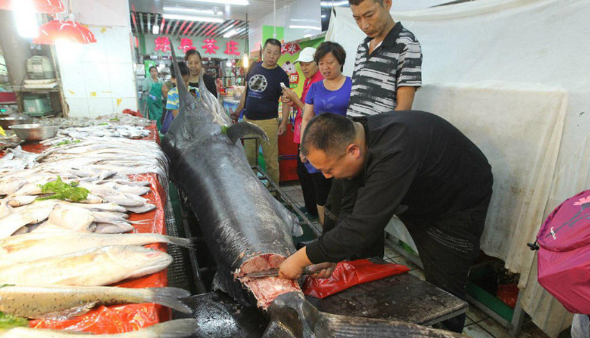 칭다오 어민, 310kg 초대형 황새치 잡아 신기록 세워