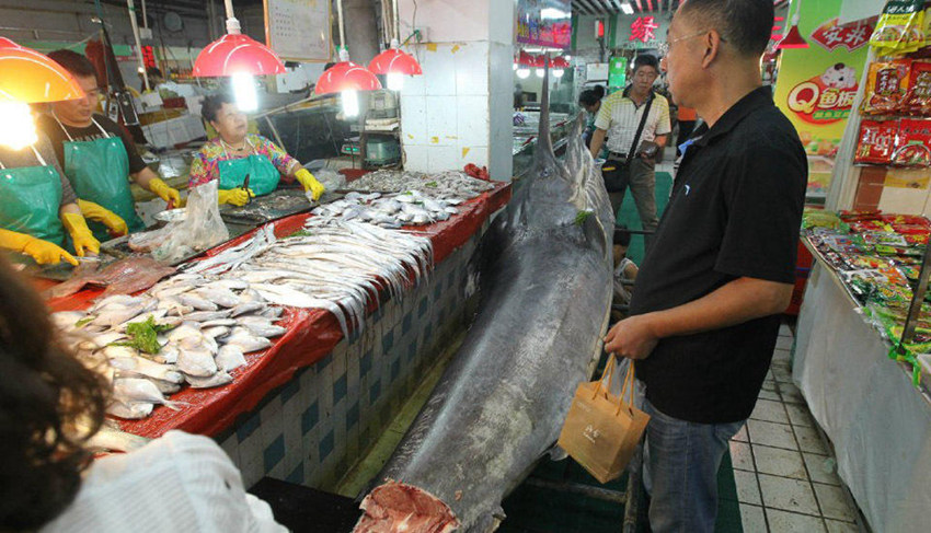 칭다오 어민, 310kg 초대형 황새치 잡아 신기록 세워