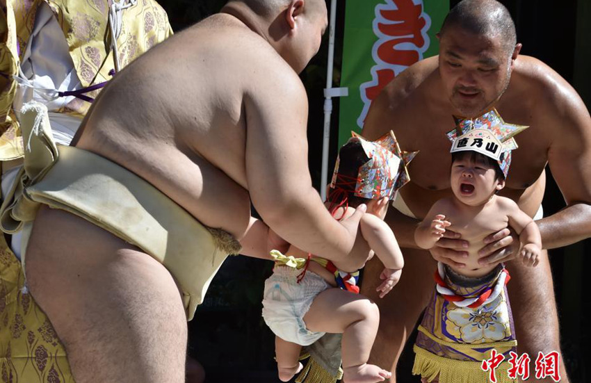 스모선수들의 ‘아기 울리기 대회’…아기들의 귀여운 울상