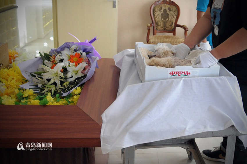 [중국인의 다양한 직업] 젊은 애완동물 장례사