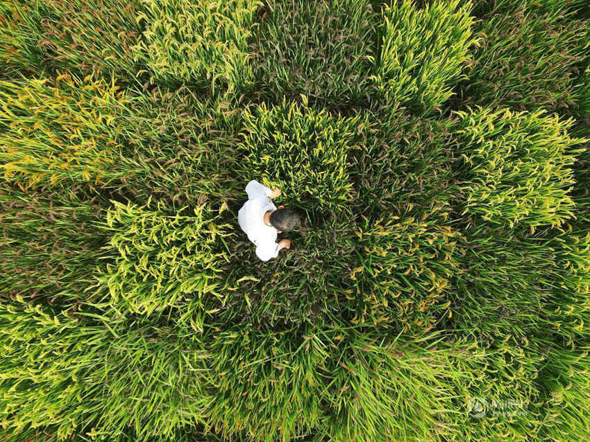 상하이 노인, 색깔 입힌 벼로 중국 지도와 카펫 만들어
