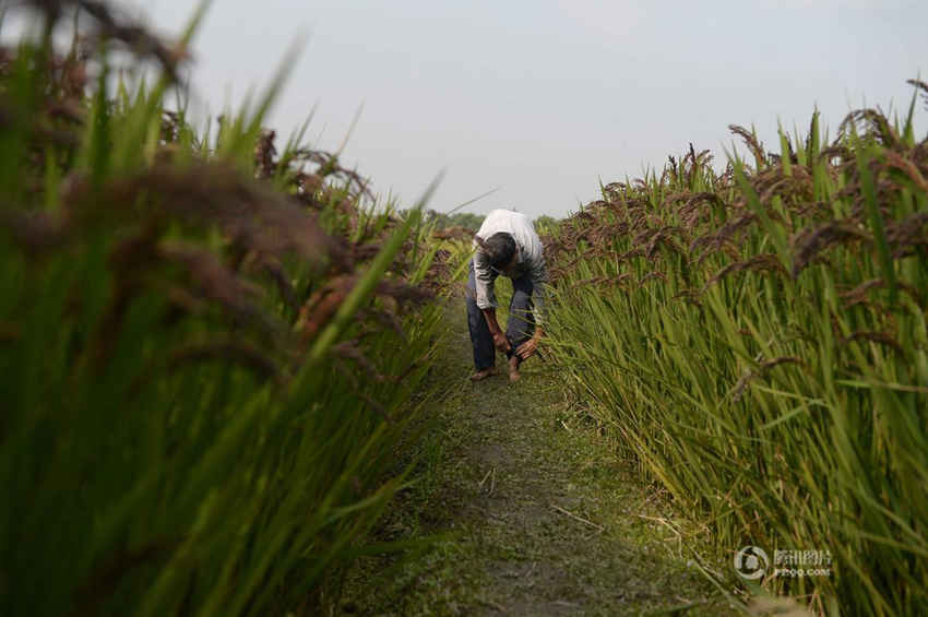 상하이 노인, 색깔 입힌 벼로 중국 지도와 카펫 만들어

