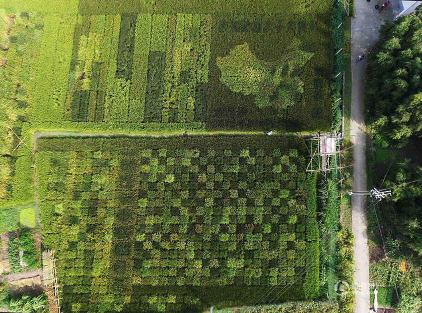 상하이 노인, 색깔 입힌 벼로 중국 지도와 카펫 만들어
