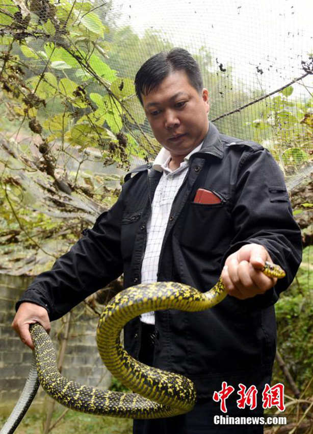 40대 광시성 동족 농민, 뱀 양식으로 돈방석에 앉아