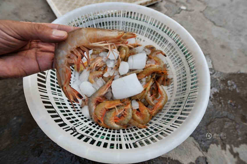진귀한 칭다오 가을 왕새우, 4마리에 260위안