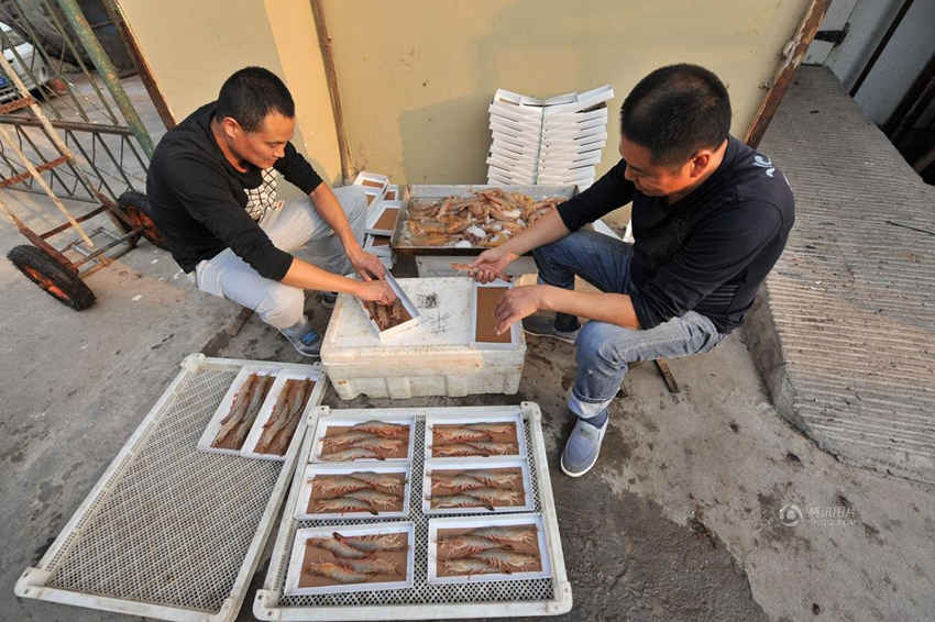 진귀한 칭다오 가을 왕새우, 4마리에 260위안