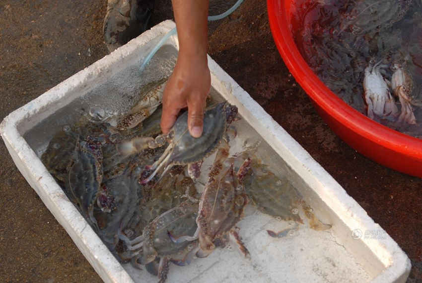 진귀한 칭다오 가을 왕새우, 4마리에 260위안