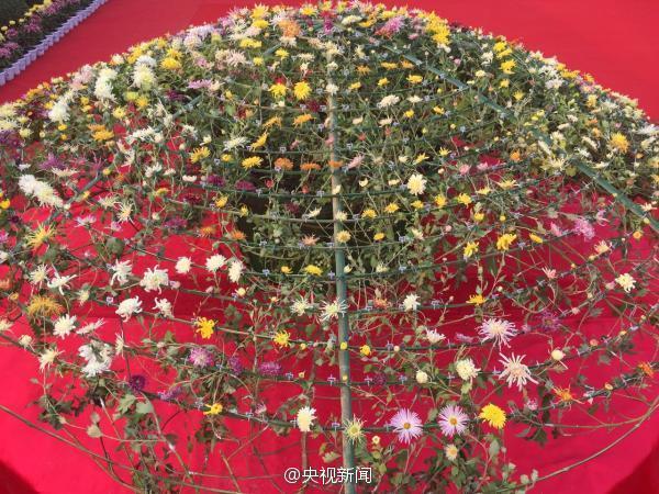 카이펑 국화축제, 국화 한 그루에 641개 품종 재배돼