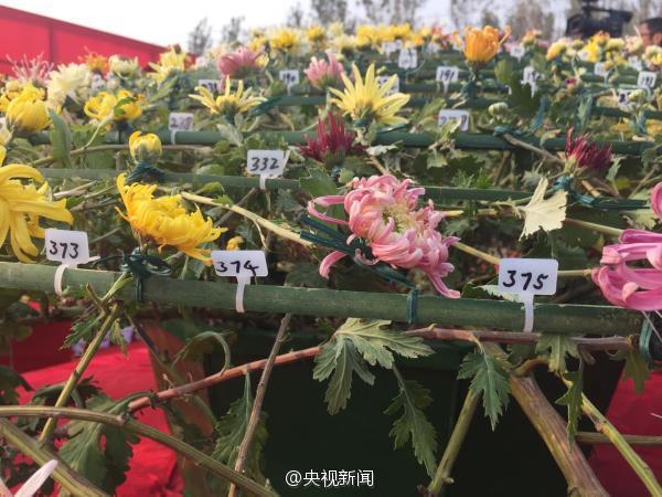 카이펑 국화축제, 국화 한 그루에 641개 품종 재배돼