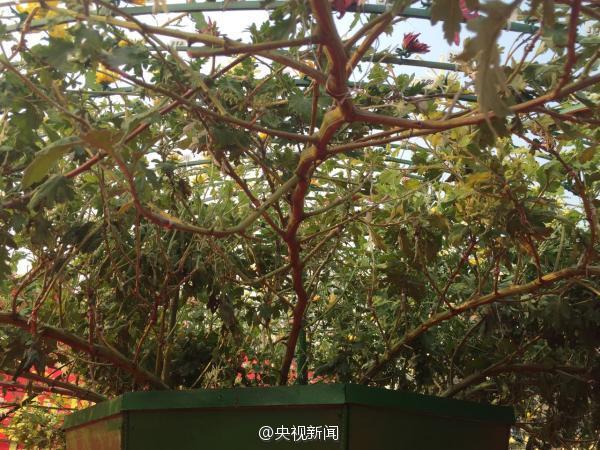 카이펑 국화축제, 국화 한 그루에 641개 품종 재배돼