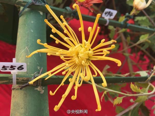 카이펑 국화축제, 국화 한 그루에 641개 품종 재배돼