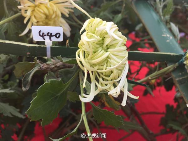 카이펑 국화축제, 국화 한 그루에 641개 품종 재배돼