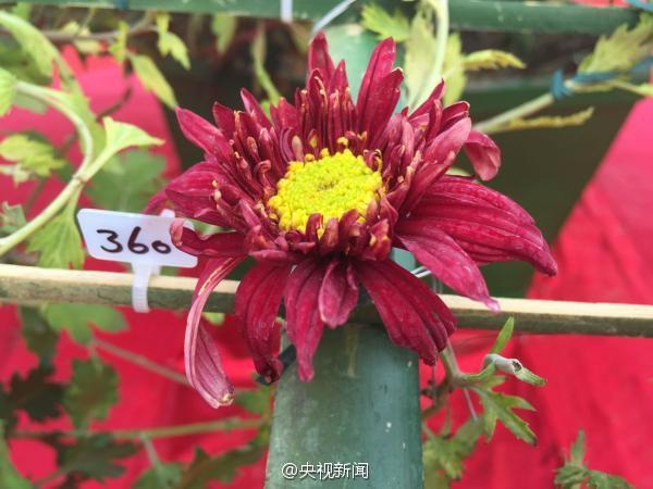 카이펑 국화축제, 국화 한 그루에 641개 품종 재배돼