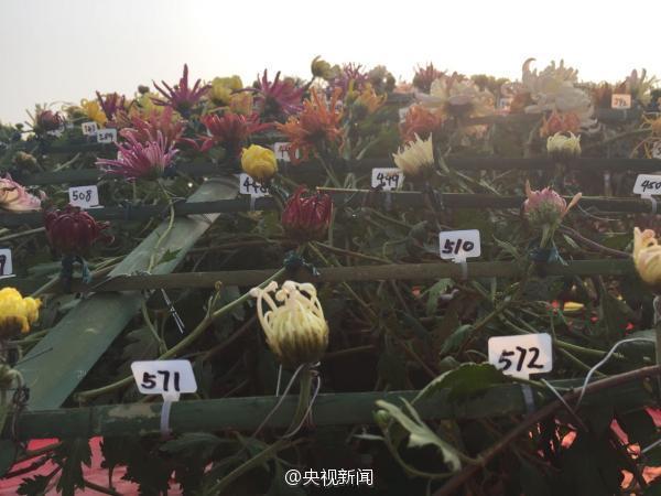 카이펑 국화축제, 국화 한 그루에 641개 품종 재배돼
