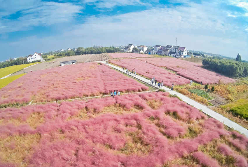 상하이 ‘분홍빛 들판’ 화제, 몽환적 분위기 자아내